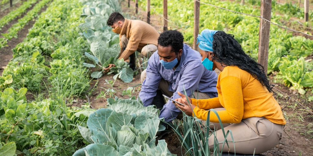 Farmers checking the crops in the organic vegetable farm.