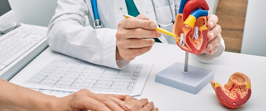 Doctor explaining mitral valve regurgitation to patient using a model heart Doctor explaining mitral valve regurgitation to patient using a model heart