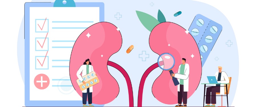 Illustration of doctors examining kidneys Illustration of doctors examining kidneys