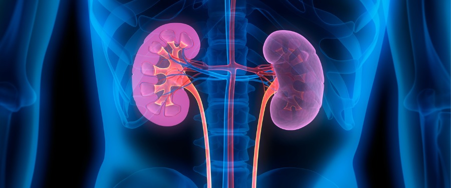 Illustration of the kidneys with IgAN