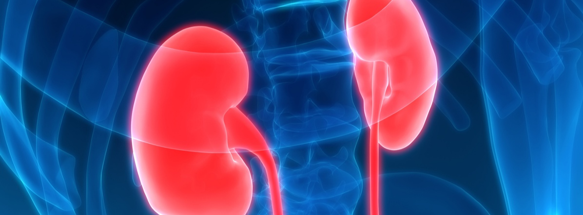 kidney_graphic_cropped kidney_graphic_cropped